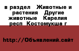  в раздел : Животные и растения » Другие животные . Карелия респ.,Костомукша г.